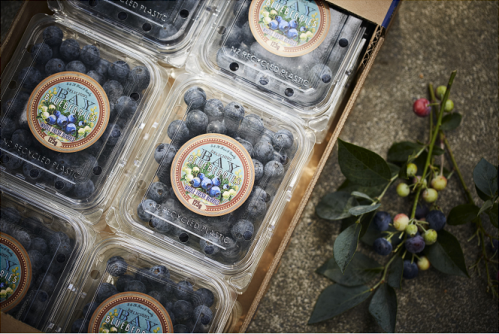 Bay Blue Blueberries 